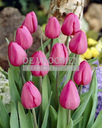 Tulipa Triumph Don Quichotte | 50 pce