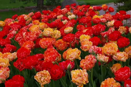 Tulip Double Gudoshnik | 50 pce