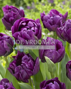 Tulip Double Negrita