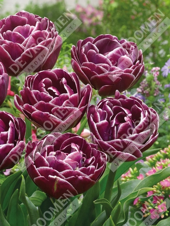 Tulip Dreamtouch | 25 pce