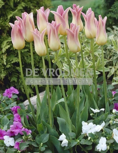 Tulip Elegant Lady | 50 pce