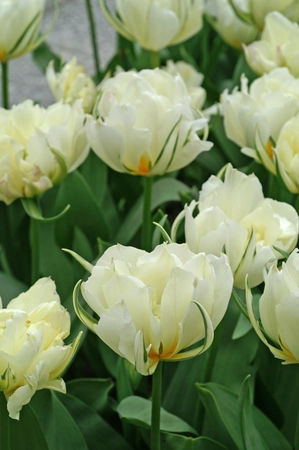 Tulip Exotic Emperor | 50 pce