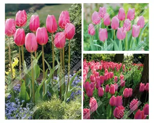 Tulip Extended Bloom Pink Mix | 150 pce