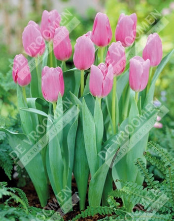 Tulip Extended Bloom Pink Mix | 150 pce - image 3