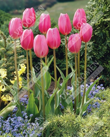 Tulip Extended Bloom Pink Mix | 150 pce - image 2