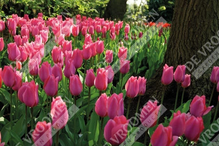 Tulip Extended Bloom Pink Mix | 150 pce - image 4