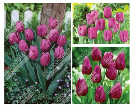 Tulip Extended Bloom Purple Mix | 150 pce - image 1