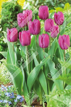 Tulip Extended Bloom Purple Mix | 150 pce - image 4