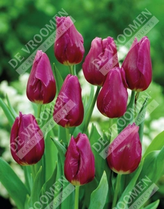 Tulip Extended Bloom Purple Mix | 150 pce - image 3