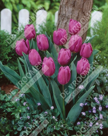 Tulip Extended Bloom Purple Mix | 150 pce - image 2