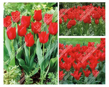 Tulip Extended Bloom Red Mix | 150 pce - image 1