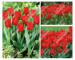 Tulip Extended Bloom Red Mix | 150 pce