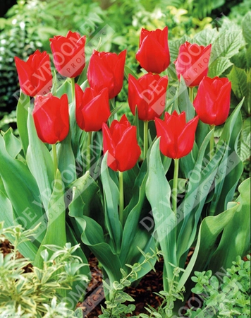 Tulip Extended Bloom Red Mix | 150 pce - image 4