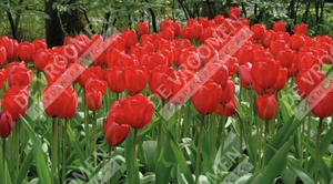 Tulip Extended Bloom Red Mix | 150 pce - image 2