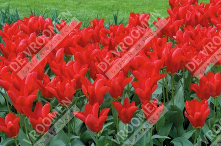 Tulip Extended Bloom Red Mix | 150 pce - image 3