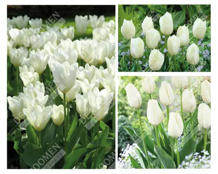 Tulip Extended Bloom White Mix | 150 pce - image 1