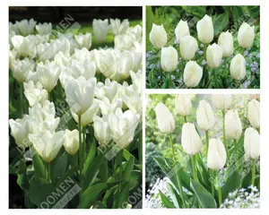 Tulip Extended Bloom White Mix | 150 pce