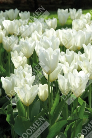 Tulip Extended Bloom White Mix | 150 pce - image 4