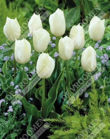 Tulip Extended Bloom White Mix | 150 pce - image 2