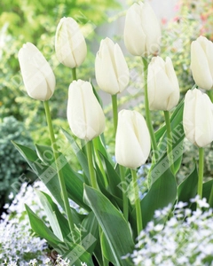 Tulip Extended Bloom White Mix | 150 pce - image 3