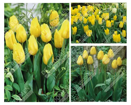 Tulip Extended Bloom Yellow Mix | 150 pce - image 1