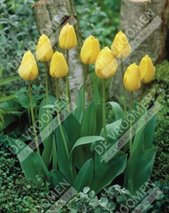 Tulip Extended Bloom Yellow Mix | 150 pce - image 3