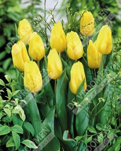 Tulip Extended Bloom Yellow Mix | 150 pce - image 4