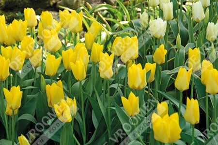 Tulip Extended Bloom Yellow Mix | 150 pce - image 2