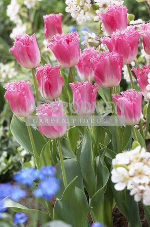 Tulip Fancy Frills | 50 pce