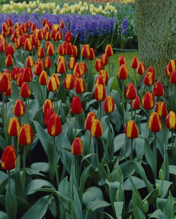 Tulip Flair