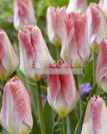 Tulipa Fosteriana Flaming Emperor | 50 pce