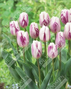 Tulip Flaming Flag | 50 pce