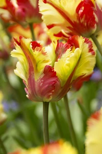 Tulip Flaming Parrot