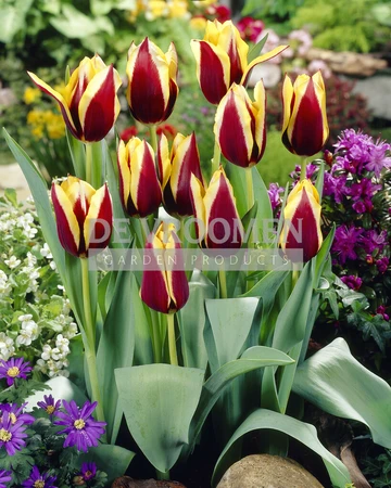 Tulip Gavota