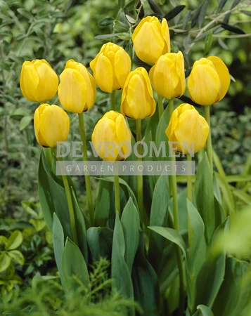 Tulip Golden Apeldoorn