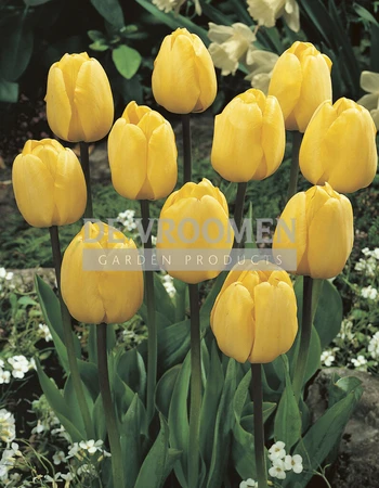 Tulip Golden Parade