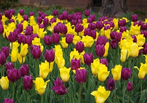 Tulip Golden Royal Blend