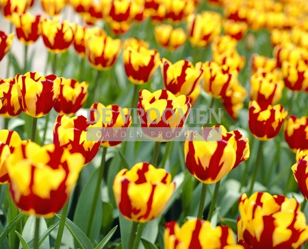 Tulip Helmar