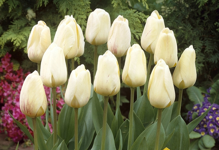 Tulip Ivory Floradale