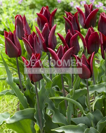 Tulip Jennie Butchart | 50 pce