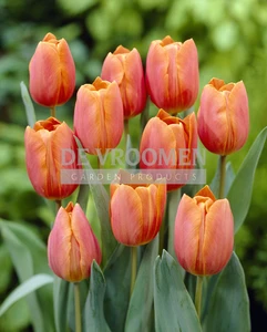 Tulip Jimmy | 50 pce