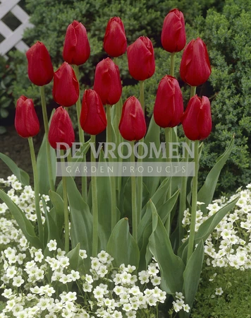 Tulip Kingsblood