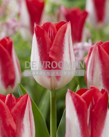 Tulip Kissable | 50 pce