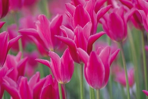 Tulip Maggie Daley | 50 pce