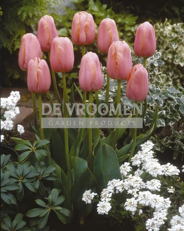 Tulip Menton