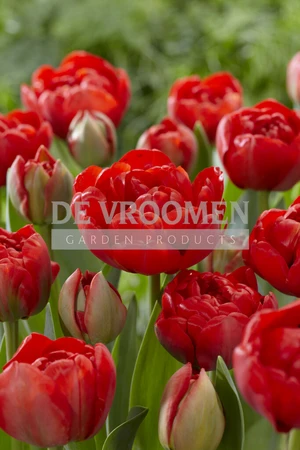 Tulip Miranda | 50 pce