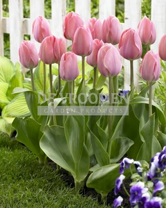 Tulip Mystic van Eijk