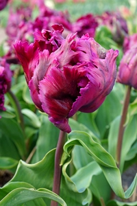 Tulip Negrita Parrot