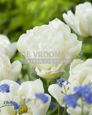 Tulip Northcap | 50 pce