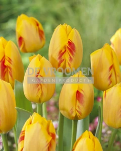 Tulip Olympic Flame